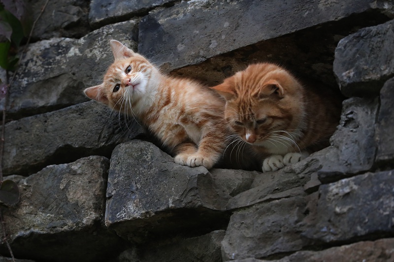 �����ǉ��ϳ�؈����