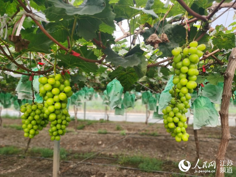 ��ͨ�����˿Ƽ��Nֲ�@�������L��ϲ����ӛ�����^���z