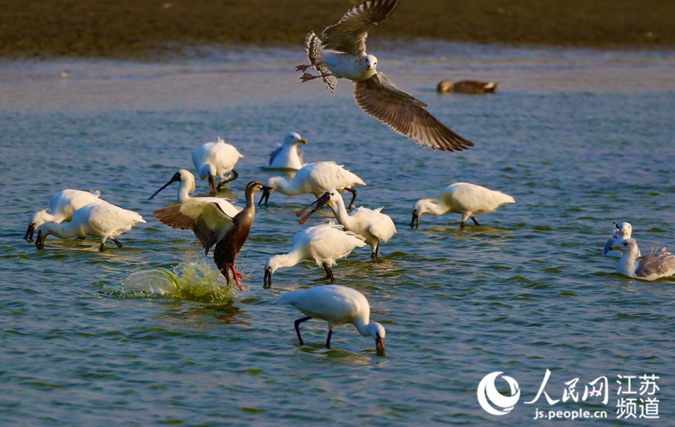 �lΣ�B����Y�����w�������K�l�������