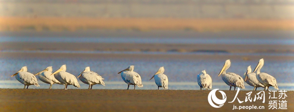 �lΣ�B����Y�����w�������K�l�����������|���z