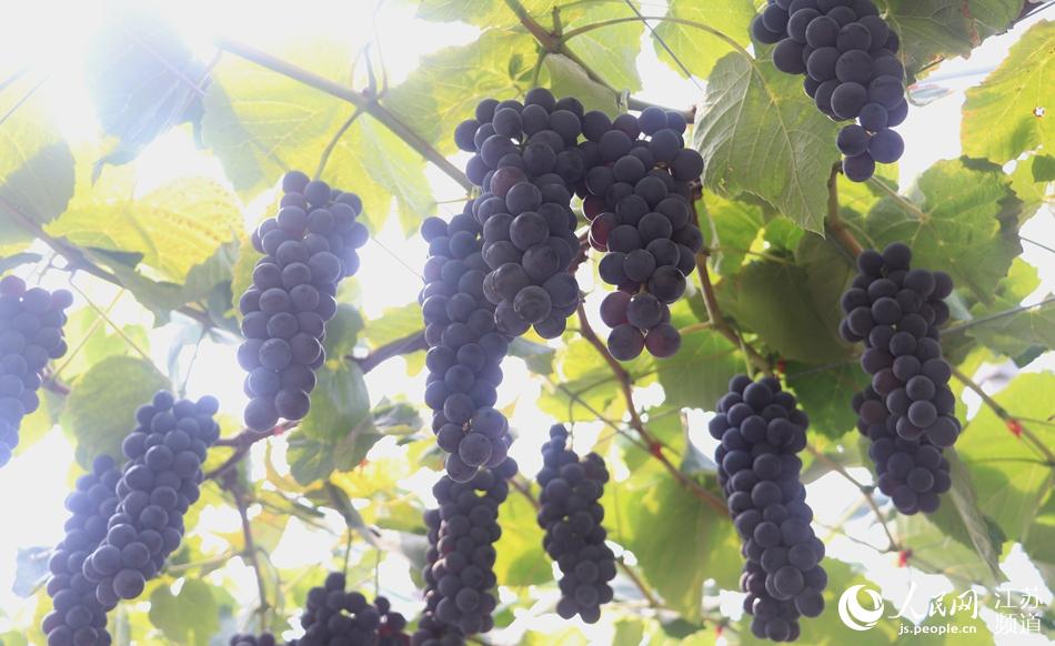 ��?sh��)طNֲ�ġ��Ͻ��������������M���ժ�ڡ���־���z