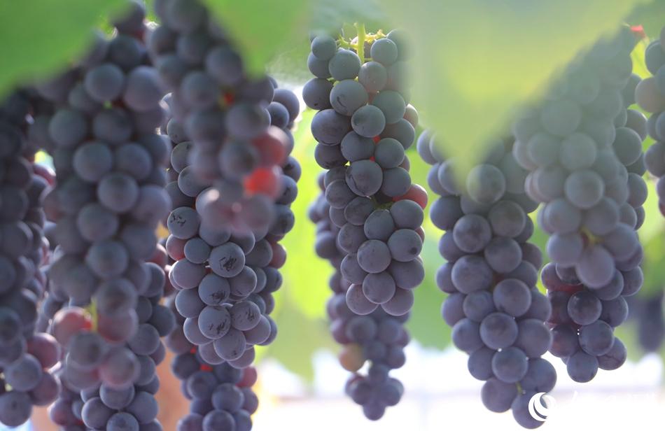 ��(d��ng)?sh��)طNֲ�ġ��Ͻ��������������M���ժ������־���z