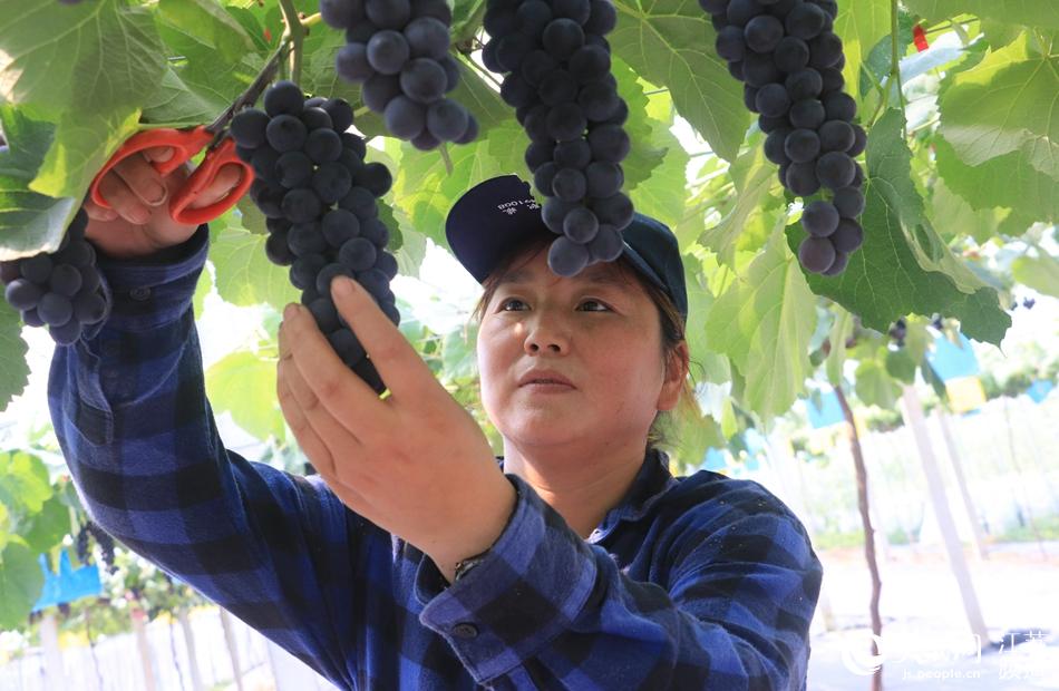 ��(d��ng)?sh��)طNֲ�ġ��Ͻ��������������M(j��n)���ժ�ڡ���־���z