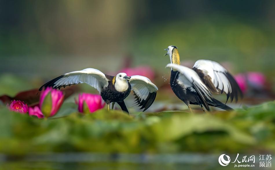 ���B������܏�(qi��ng)�z