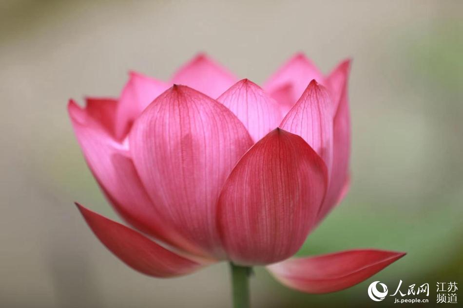 �ɻ��`�����罨�i�z