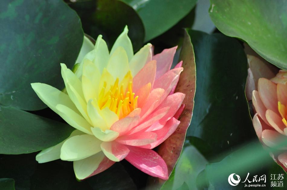 �殐��ɫ������(x��)��z