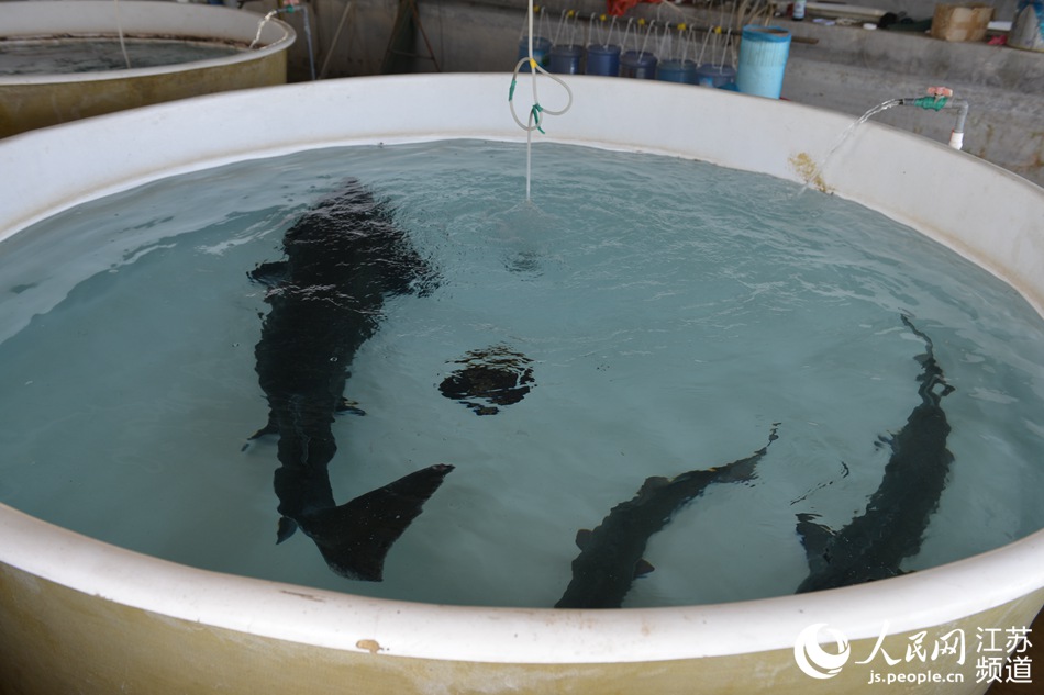 ���ڷ������g�ķN�~���������z