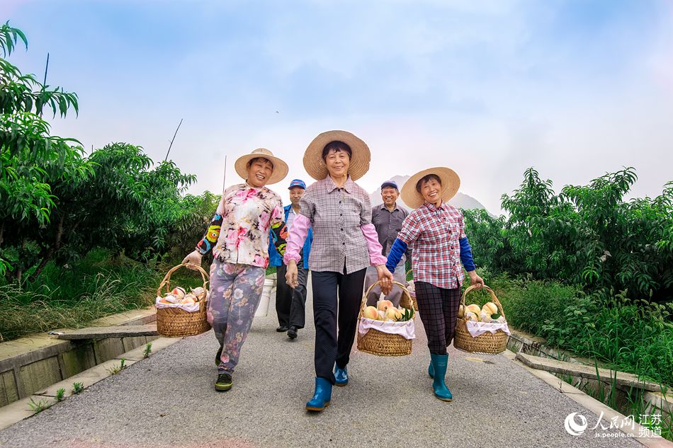 陽(yáng)山水蜜桃迎來(lái)豐收季。俞顯峰攝