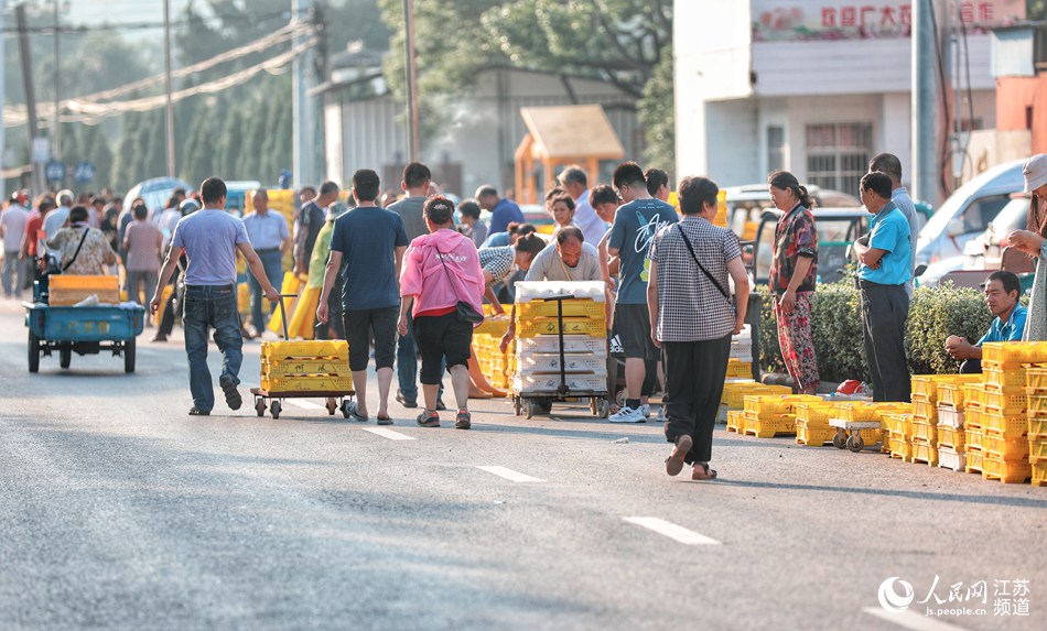 陽山水蜜桃市場 。朱文忠攝