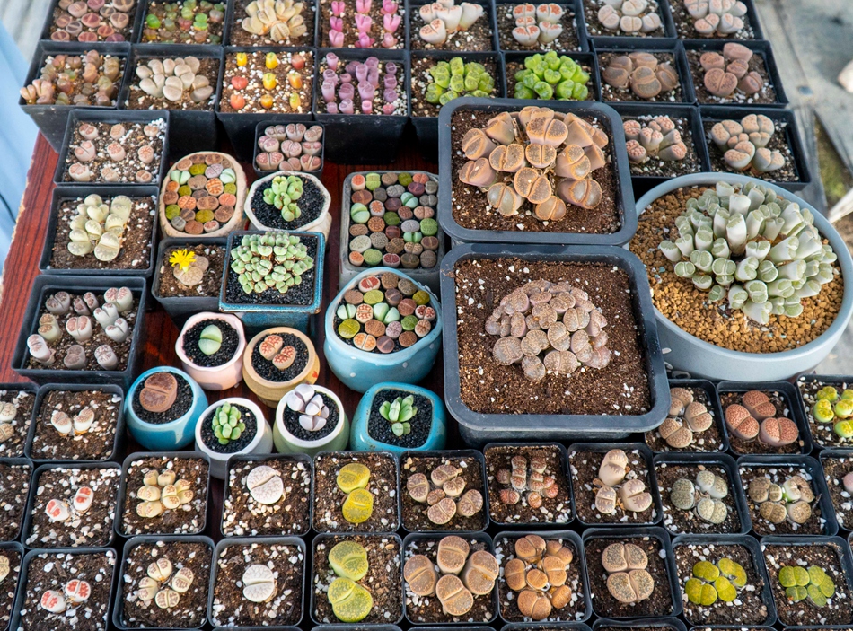 ����_���ġ���ʯ�����������z