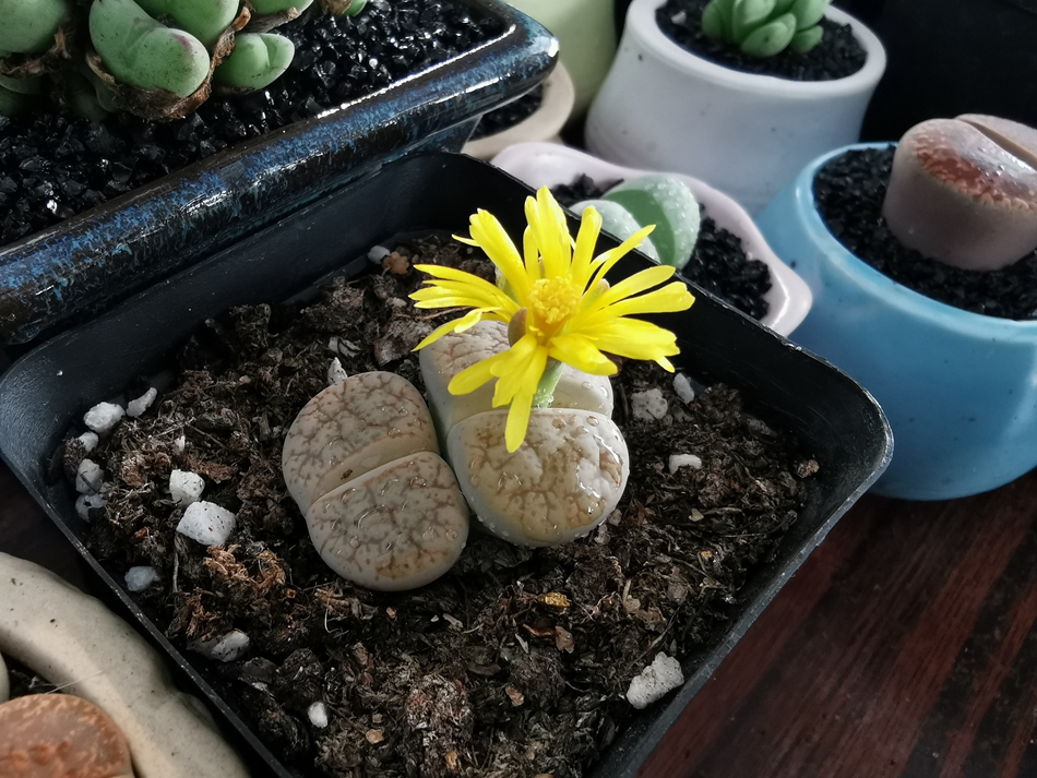 ���_���r�ա������z