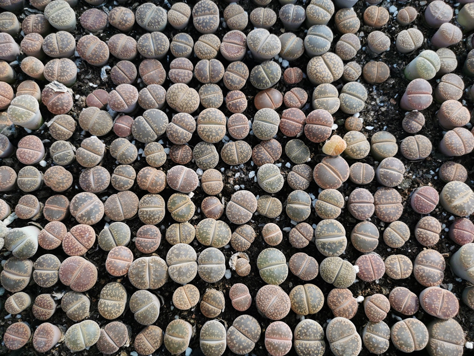 �u������������ʯ���������z