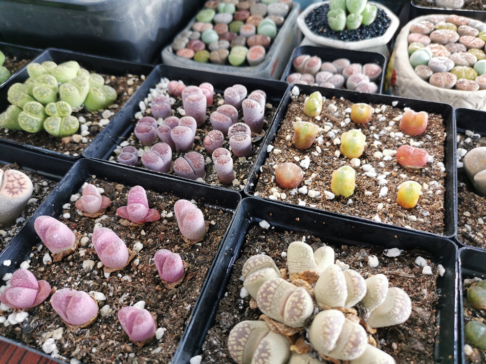 �u������������ʯ���������z