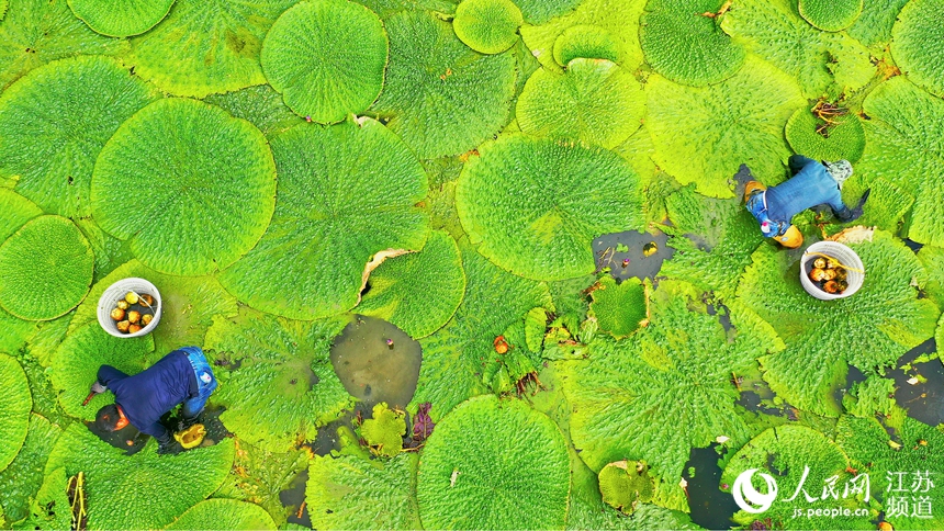 �o(w��)�a�aɽ�^(q��)��һ��(g��)�͌�(sh��)�Nֲ�������r(n��ng)�񂃴��Ϻ����zѥ�_ʼ���͌�(sh��)���^�ɡ���ꑿ��z