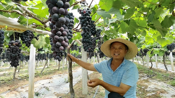 圖為一葡萄種植園內(nèi)景。灌南縣委宣傳部供圖