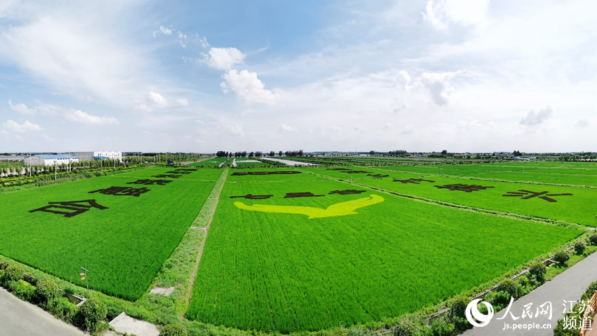 七星谷稻田畫。王兆光攝