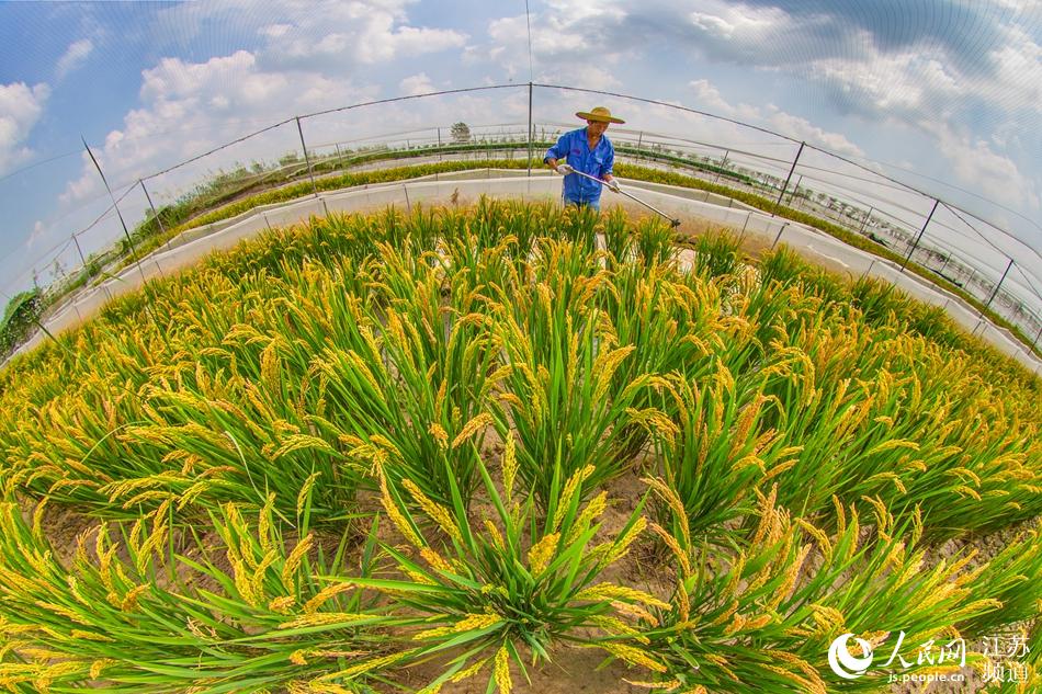 工作人員在稻蛙共作基地開展田間作業(yè)。張連華攝
