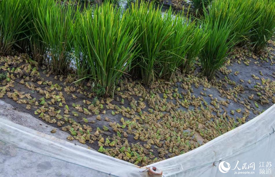 ���ܹ������ؼ���ӭ���p�S�������B�A�z