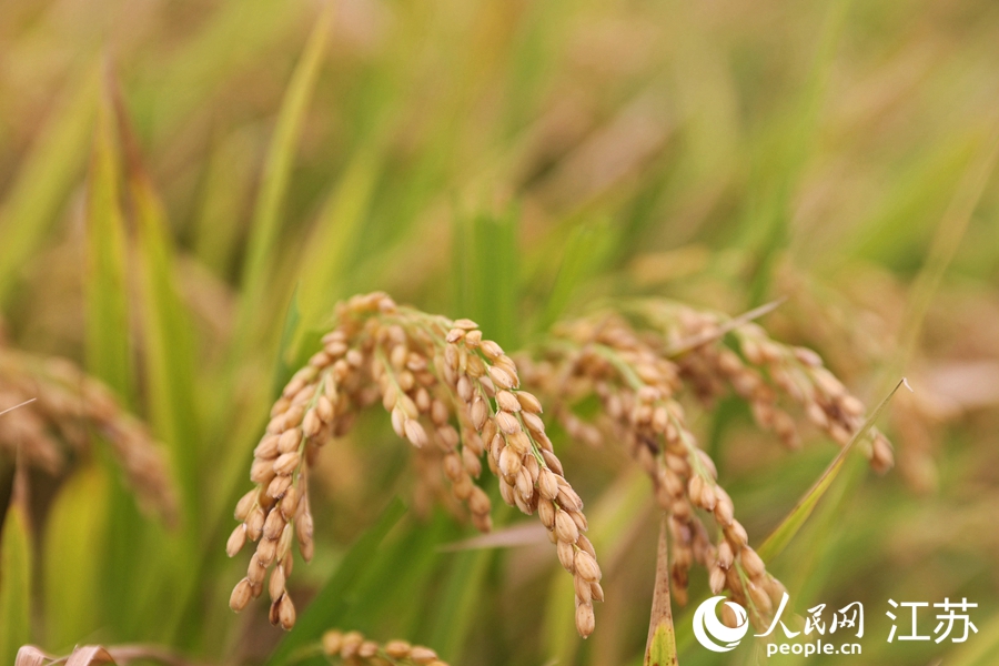 �����h�㣬����һ���S���ꡣ�S��܊�z