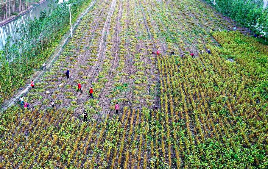 �h�T־Ը�������g��������(ch��ng)��ퟟ���ۿ͑����Nֲ����������M(j��n)���շNֲ��80�஀�S�������(y��ng)���ݹ��D