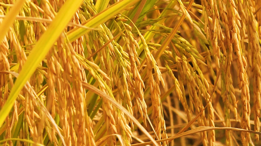 �����л����^(q��)ɽ�(y��ng)�ֵ��Ϟ���Nֲ��ǧ�����K��̡��㵾�M(j��n)���˳����ڣ��_(k��i)��ո������ʽ��z