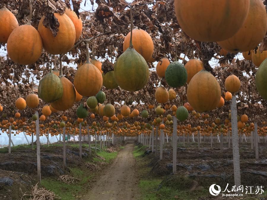 �����ժ�Ĺ��V������W(w��ng) ������z