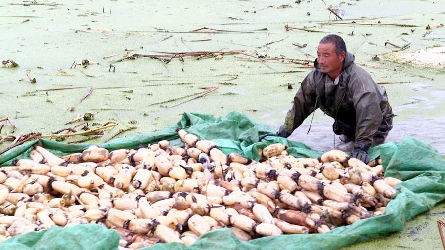 �r(n��ng)�����ɏź���淽�z