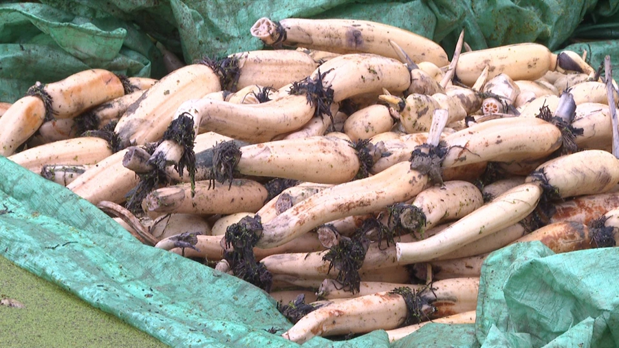 ��h���(zh��n)�����rɏź���淽�z