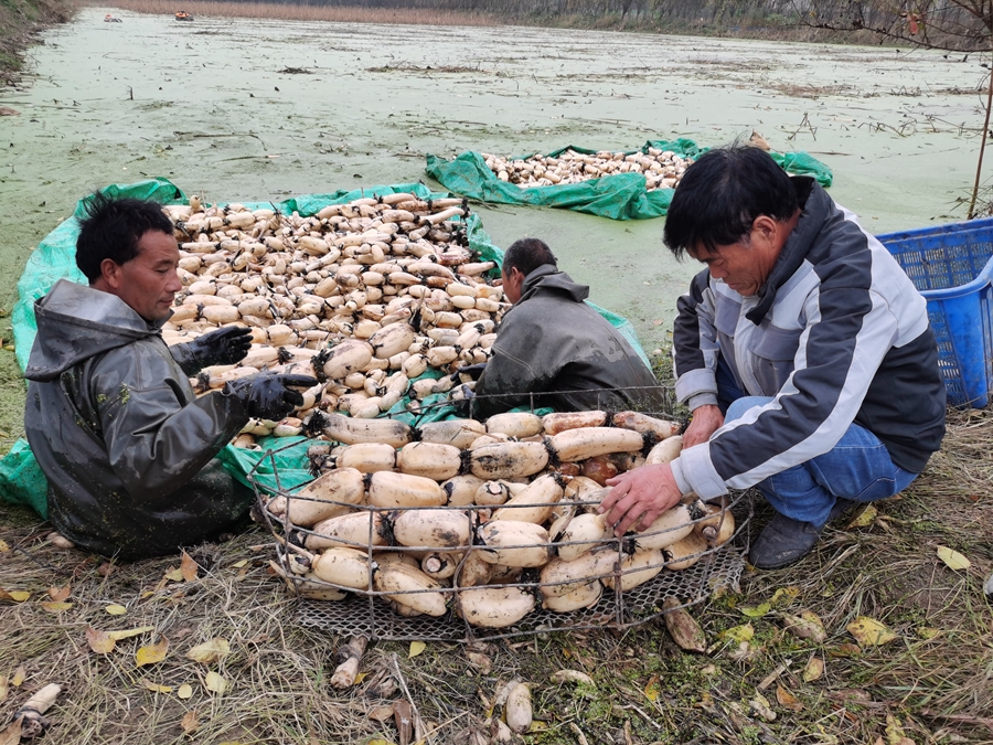 �r�����ɏź���淽�z