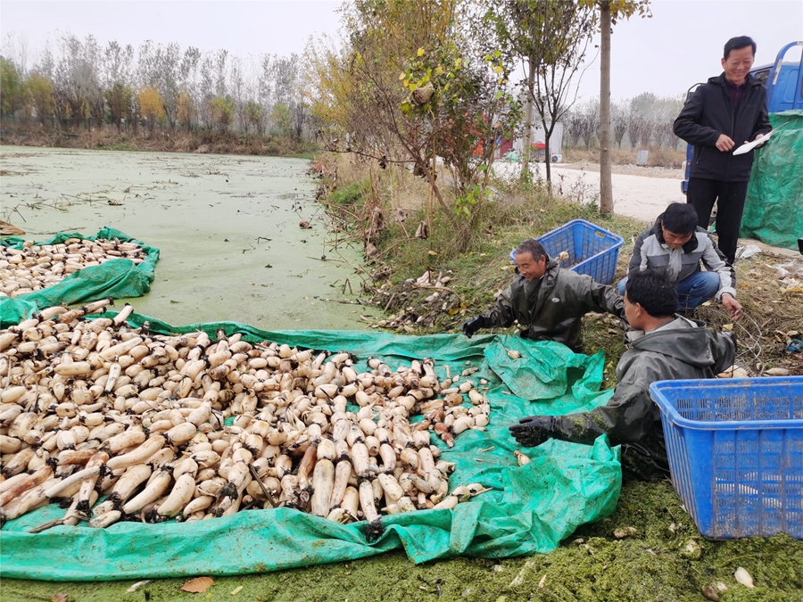 �r(n��ng)�����ɏź���淽�z