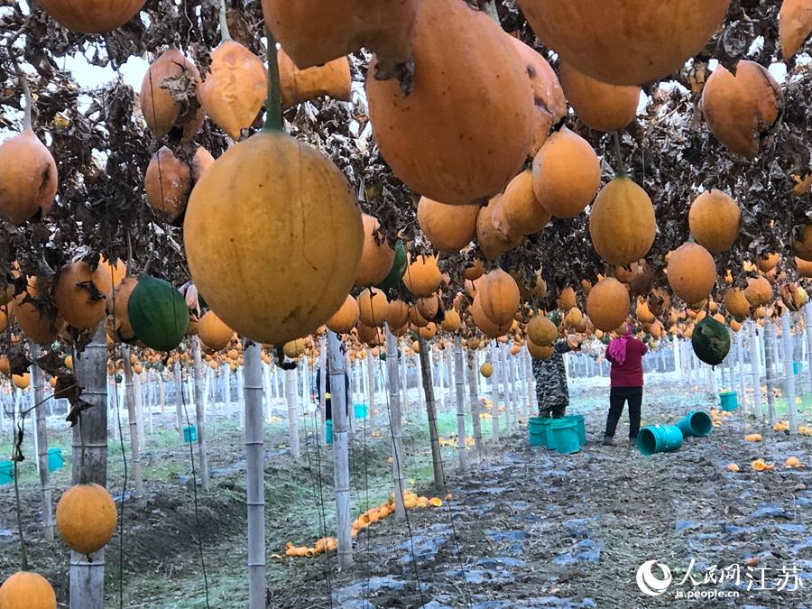 �����ժ�Ĺ��V������W(w��ng) ������z