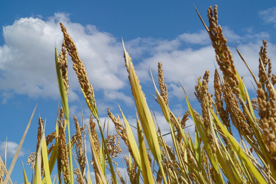 Ʒ�ƃ�(y��u)�|(zh��)���������ֵ����D