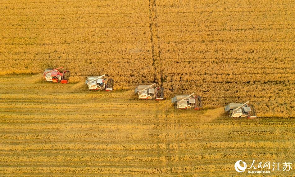 收割機(jī)在稻田里作業(yè)。張連華攝