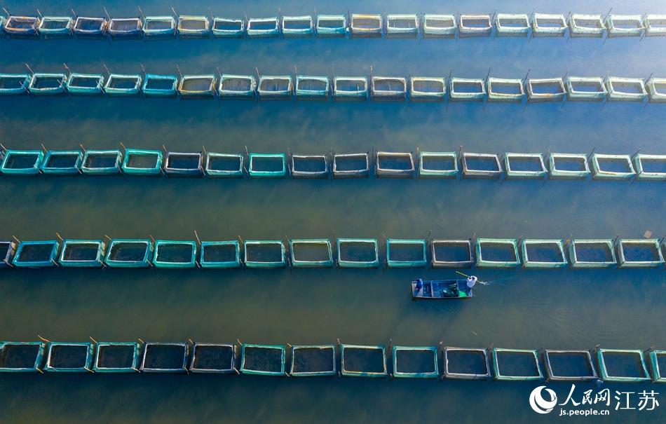 養(yǎng)殖戶在蟹塘中忙碌。陳玉攝