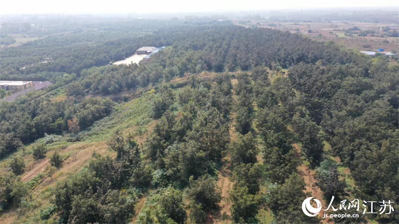 泗洪大紅山遍植碧根果樹。泗洪縣委宣傳部供圖