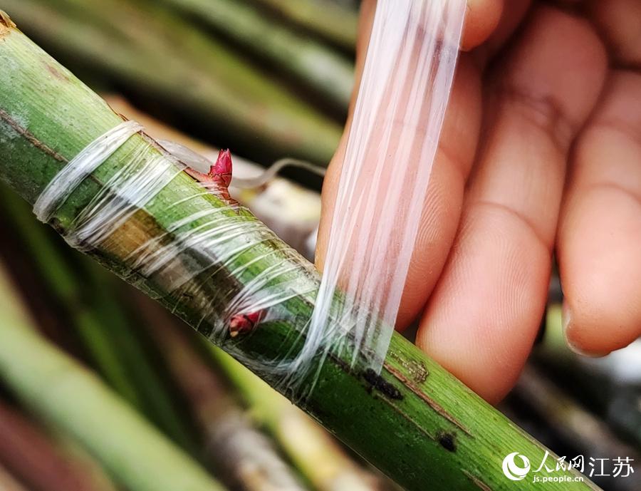 ���r(n��ng)���ڼ޽��¼��硣���A���z