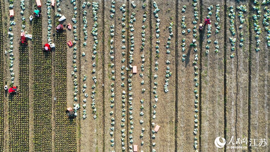 Ч����^(q��)������ľ�M(j��n)�����g���������A���z