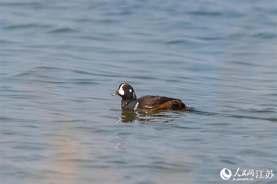 �����״άF(xi��n)���}���S������� �ܳ��ؔz