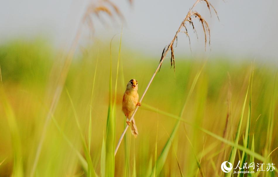 ���fȸ�F(xi��n)���S������� ꐇ��h(yu��n)�z