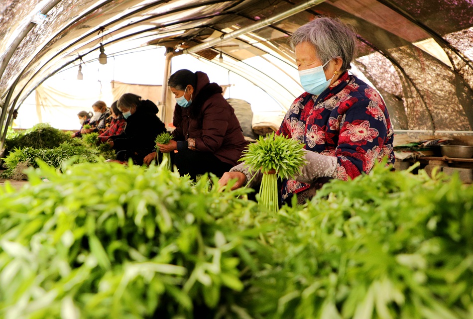 農(nóng)戶在整理蘆蒿 。沭陽(yáng)煙草供圖