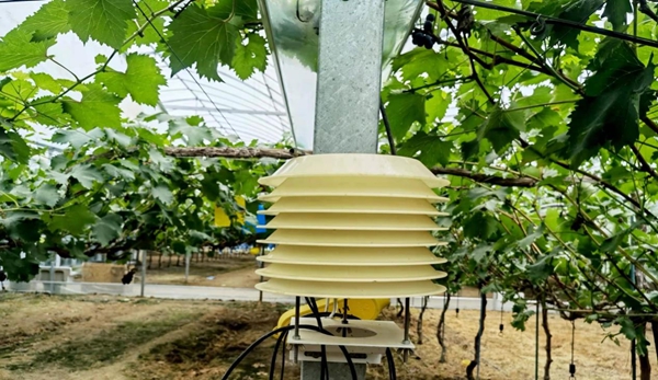 四季果園內(nèi)農(nóng)業(yè)物聯(lián)網(wǎng)系統(tǒng)。東海縣委宣傳部供圖