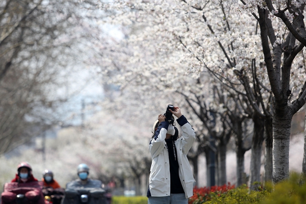 市民們樹下賞花，“打卡”曼妙春光。朱華南攝