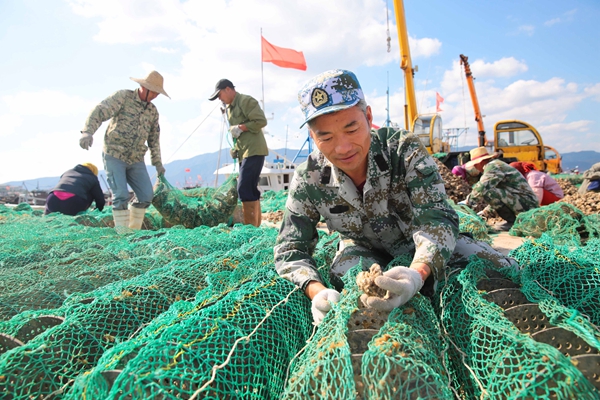 探索三倍體牡蠣高效籠養(yǎng)，“海上田園”增收覓新路 朱華南攝_副本