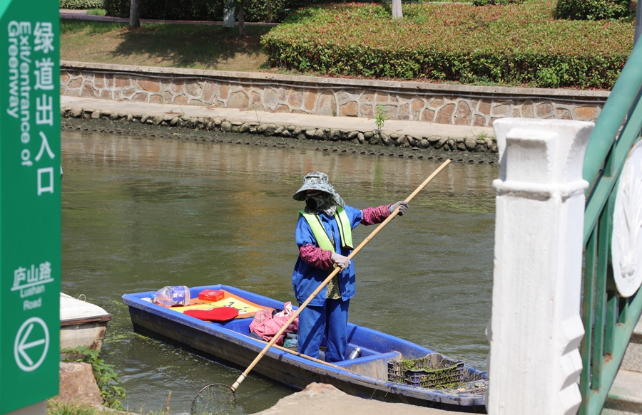 工人正在河道打撈水草。張琦攝