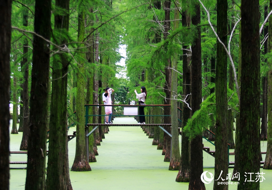 游客欣賞濕地美景。 孟德龍攝