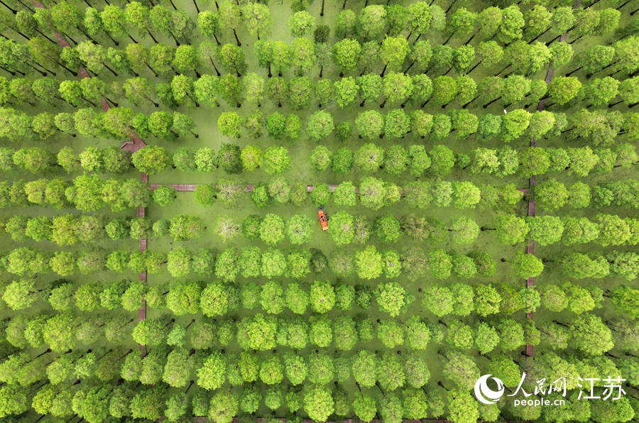濕地公園綠意撲面而來。 孟德龍攝