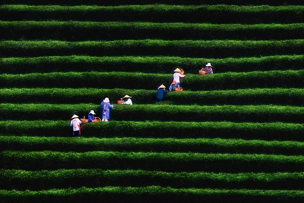 多措并舉護(hù)好茶農(nóng)“錢袋子”。張秀明 攝