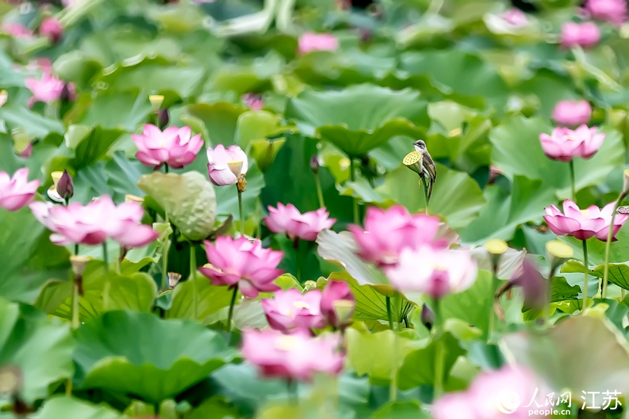 �ߴ��̳Ǻ�ˮ���Ǻɻ���(j��ng)���_�����ߴ���(gu��)�H���ǹ�ί��(hu��)���D