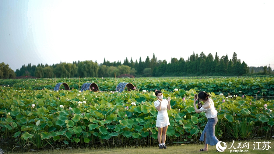 市民在荷花塘前拍照。虞彬攝 