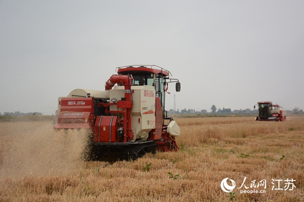 5月下旬，勝利圩高標(biāo)準(zhǔn)農(nóng)田內(nèi)，大型收割機(jī)作業(yè)。韋東寧攝
